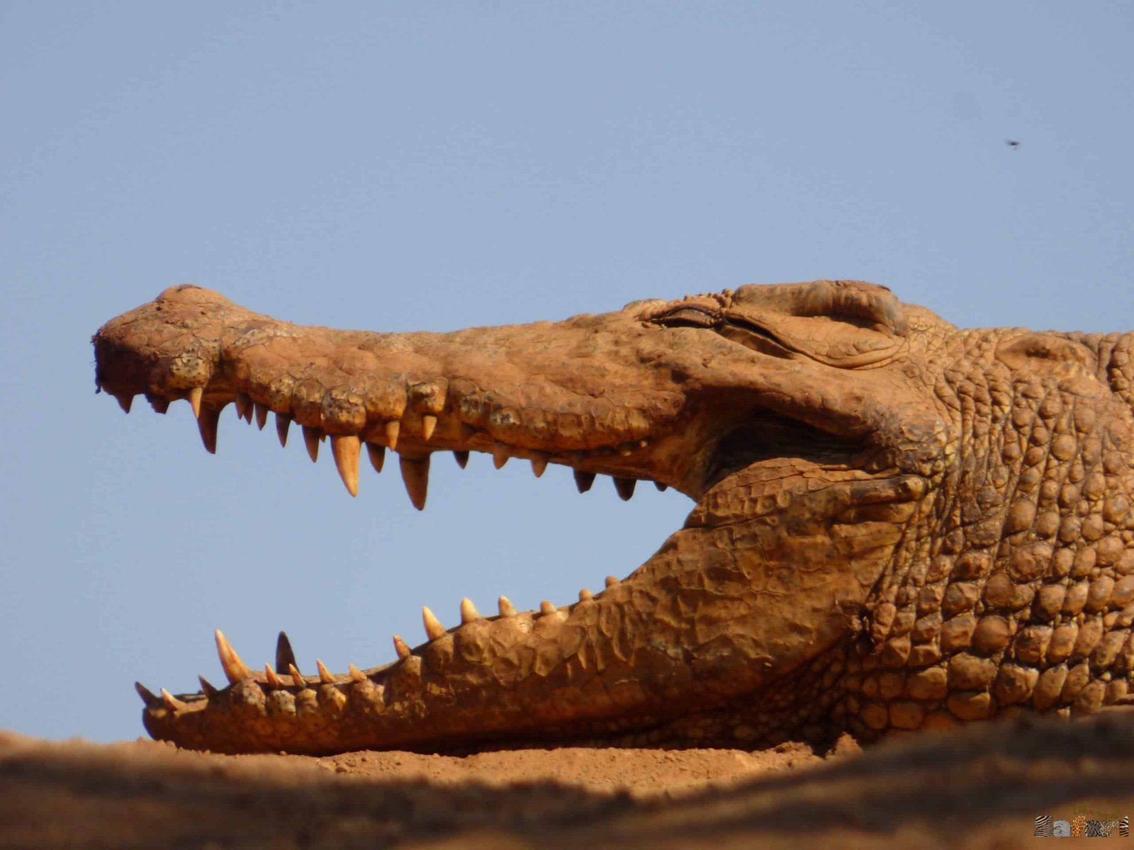 Необичайно сафари в Южна Африка – Първа част