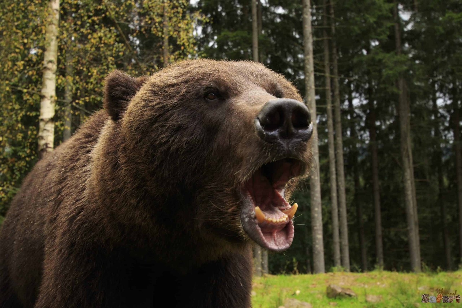 На лов в Канада с Арчи Несбит